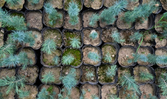 Des plants de cèdres photographiés le 11 mai 2026 dans le district de Paghman district, dans la province de Kaboul, Afghanistan ( AFP / Wakil KOHSAR )