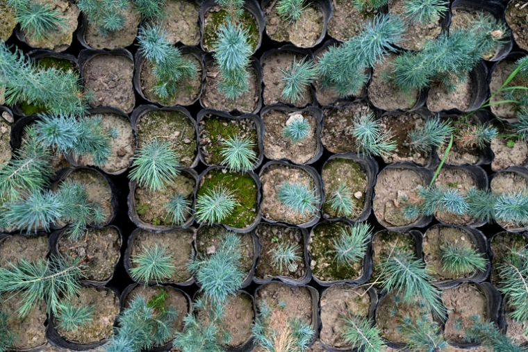 Des plants de cèdres photographiés le 11 mai 2026 dans le district de Paghman district, dans la province de Kaboul, Afghanistan ( AFP / Wakil KOHSAR )
