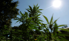 Une ferme de cannabis à San Anselmo (Californie), le 11 août 2025 ( GETTY IMAGES NORTH AMERICA / JUSTIN SULLIVAN )