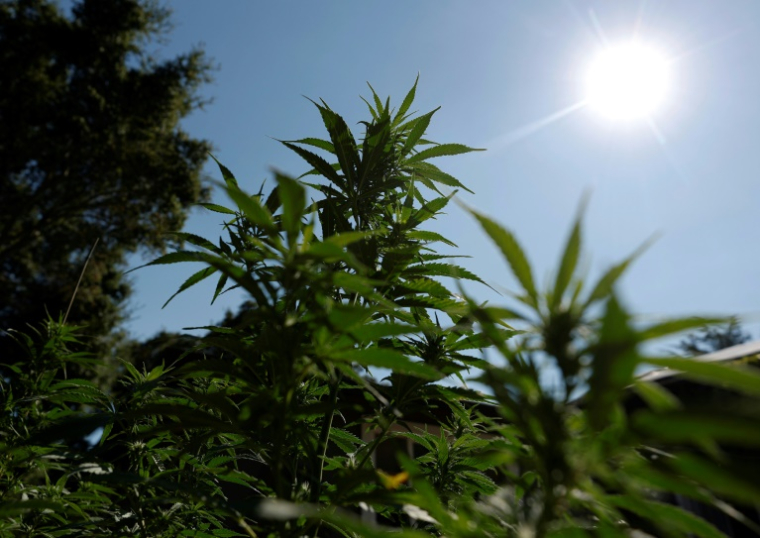Une ferme de cannabis à San Anselmo (Californie), le 11 août 2025 ( GETTY IMAGES NORTH AMERICA / JUSTIN SULLIVAN )