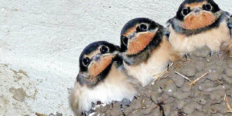 De nombreux adultes continuent à vivre chez leurs parents ( Crédits : Pixabay)