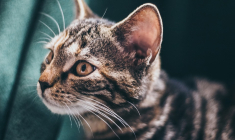 Voici pourquoi soigner votre animal de compagnie pourrait devenir encore plus cher