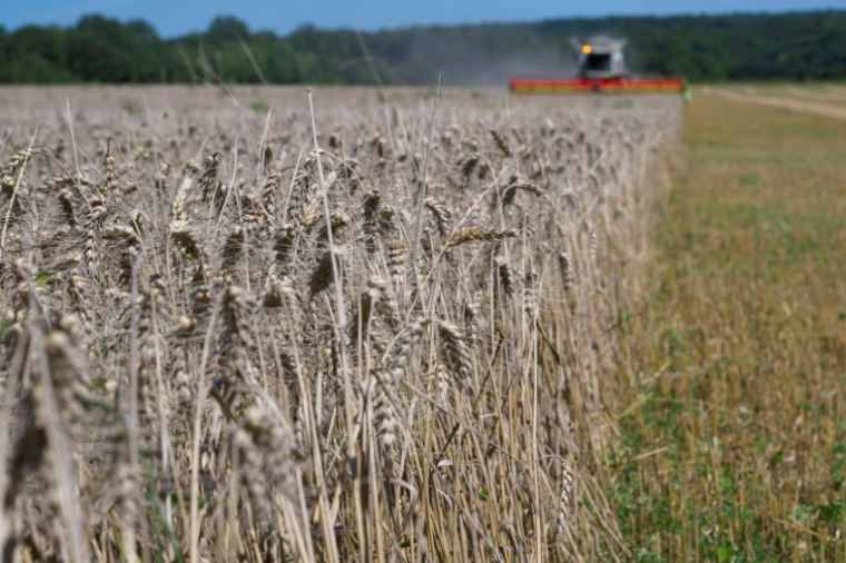 "Aujourd'hui, la quantité de cadmium qui entre dans les sols provient pour 50 à 70% des engrais phosphatés", relève Thibault Sterckeman, ingénieur agronome à l'Inrae ( AFP / Jean-Christophe VERHAEGEN )