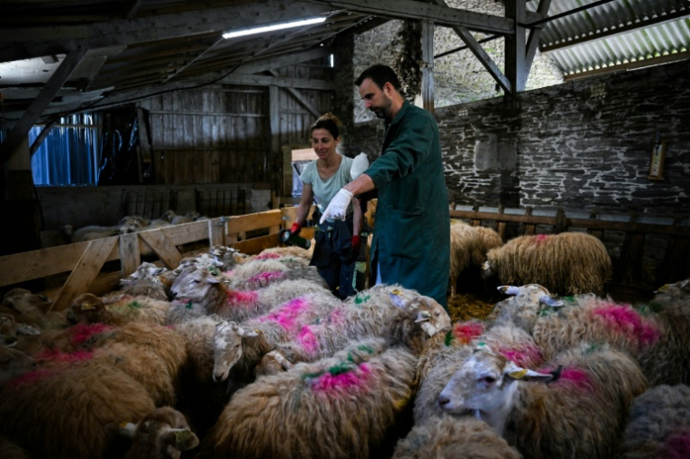 L'éleveuse Chrystelle Quointeau (gauche) et le vétérinaire Mickaël Martin vaccinent des moutons contre la fièvre catarrhale ovine, au Haut-Corlay, le 12 août 2025 ( AFP / LOU BENOIST )