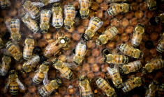 L’utilisation de néonicotinoïdes, même en faibles quantités, peut "altérer le comportement des abeilles" ( AFP / Eric Feferberg )