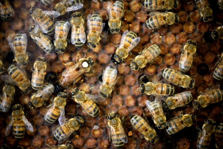 L’utilisation de néonicotinoïdes, même en faibles quantités, peut "altérer le comportement des abeilles" ( AFP / Eric Feferberg )