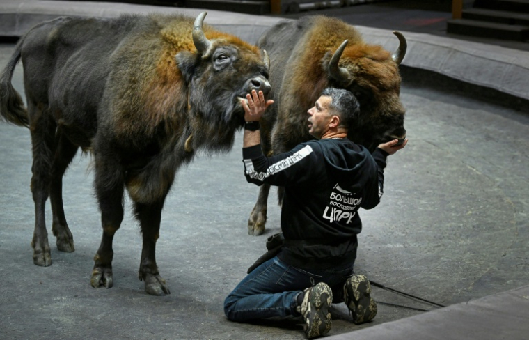 Le dresseur français lors d'une séance de travail avec des bisons d'Europe au Grand cirque de Moscou, le 1er octobre 2026 ( AFP / Alexander NEMENOV )
