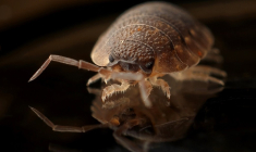 Punaises de lit: ce fléau du logement pourrait bien devenir un sujet politique (Crédit photo: Pixabay - Pexels)