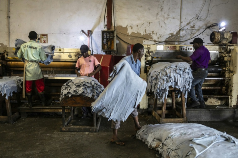 Un ouvrier empile des peaux à la sortie de la machine à étirer dans l'usine Ztannery à Kano, le 11 septembre 2025. Kano, centre historique du cuir, approvisionne des géants du luxe tels que Louis Vuitton, Gucci et Ralph Lauren, le Nigeria exportant près de 90 % de ses peaux à l'étranger. Mais comme la finition est effectuée en Europe, le label "Made in Nigeria" disparaît, remplacé par "Made in Italy" ou "Made in Spain". Aujourd'hui, certains créateurs nigérians tentent de redonner ses lettres de noblesse au cuir de leur pays en créant des marques locales. ( AFP / OLYMPIA DE MAISMONT )