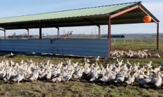 LA FRANCE PASSE EN "RISQUE NÉGLIGEABLE" POUR LA GRIPPE AVIAIRE