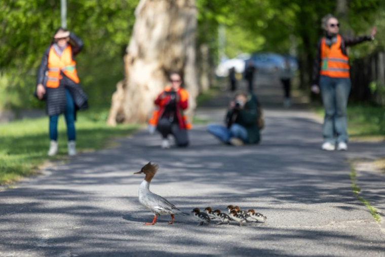 Des harles bièvre traversent un parc avant de s'engager sur une route à Varsovie, en Pologne, le 25 avril 2026 ( AFP / Wojtek RADWANSKI )