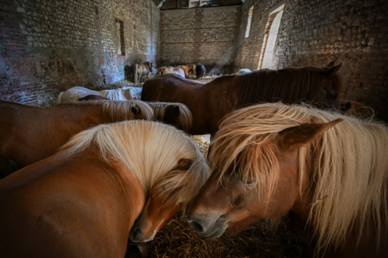 Des poneys dans la ferme équestre de Bois Guilbert, en Seine-Maritime, le 1er juillet 2025 ( AFP / Lou BENOIST )