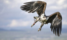 Un jeune pygargue vocifère au Centre des rapaces de Soysambu, l'un des centres vétérinaires et de réhabilitation du Kenya Bird of Prey Trust, situé dans la réserve de Soysambu, à Nakuru, le 17 avril 2024 ( AFP / Tony KARUMBA )