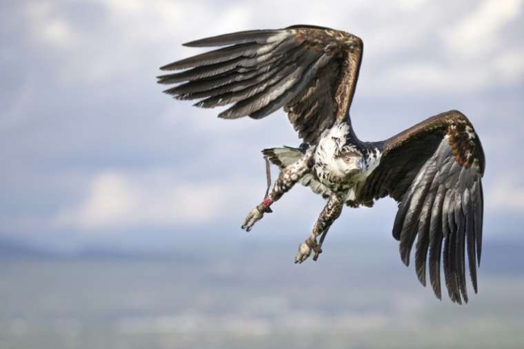 Un jeune pygargue vocifère au Centre des rapaces de Soysambu, l'un des centres vétérinaires et de réhabilitation du Kenya Bird of Prey Trust, situé dans la réserve de Soysambu, à Nakuru, le 17 avril 2024 ( AFP / Tony KARUMBA )