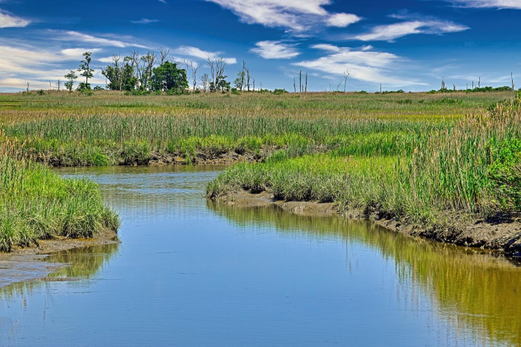 Au total, le Conservatoire du littoral a déjà réussi à récupérer 19 des 36 hectares d’espaces naturels remarquables situés dans le marais du Défend. Illustration.  (Engel9 / Pixabay)