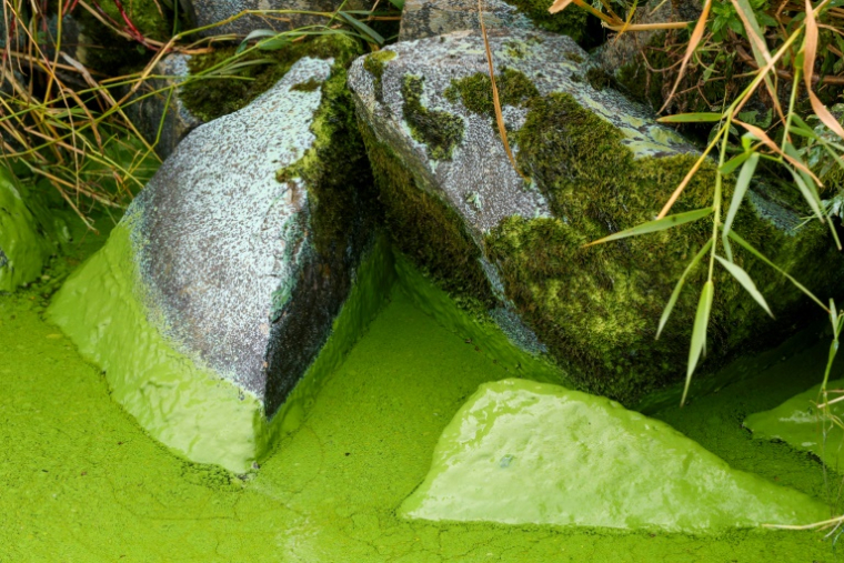 Des algues bleu-vert à la surface du Lough Neagh, en Irlande du Nord, le 22 août 2025 ( AFP / Paul Faith )