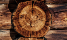 (Crédits photo : Unsplash - Joel & Jasmin Førestbird )