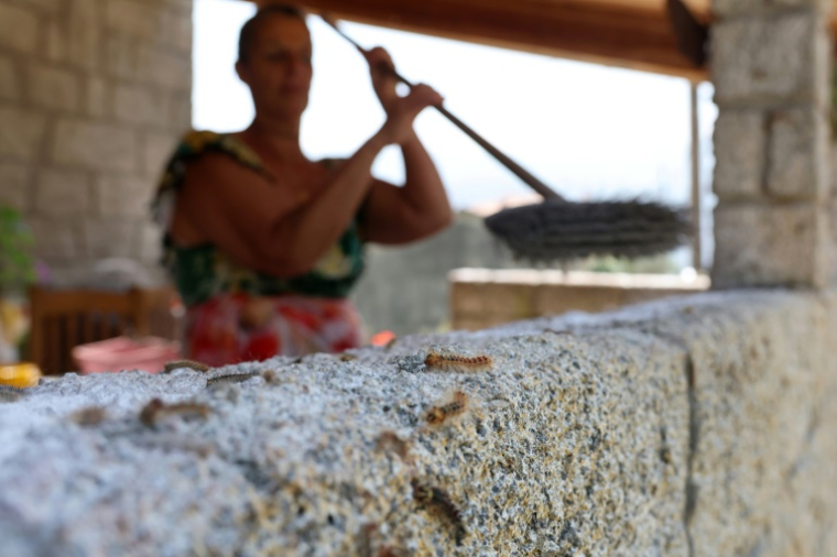 Des chenilles du papillon bombyx sur un muret à Guitera-les-Bains, en Corse, le 11 juin 2025 ( AFP / Pascal POCHARD-CASABIANCA )