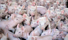 Des porcs dans une ferme à Locronan en 2015. ( AFP / FRED TANNEAU )