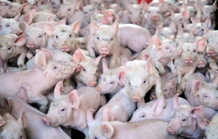 Des porcs dans une ferme à Locronan en 2015. ( AFP / FRED TANNEAU )