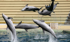 Des dauphins nagent dans le bassin du "Dolphins Arena" du parc d'attractions MarineLand, à Antibes, dans le sud-est de la France, le 27 novembre 2025 ( AFP / Valery HACHE )
