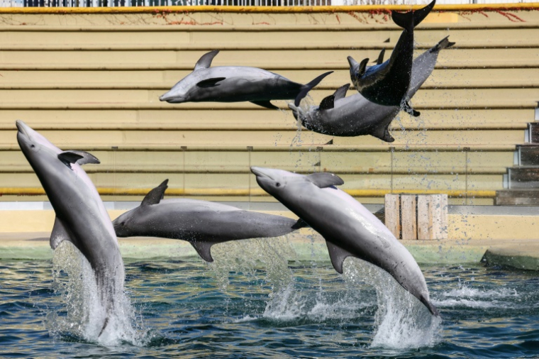 Des dauphins dans un bassin du parc d'attractions MarineLand à Antibes, le 27 novembre 2025 dans les Alpes-Maritimes ( AFP / Valery HACHE )