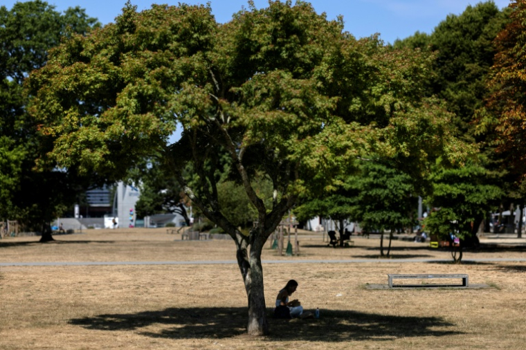 Une femme profite de l'ombre d'un arbre lors de la canicule, le 10 juillet 2026 à Lorient, dans le Morbihan   ( AFP / Fred TANNEAU )
