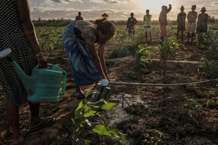 Des agriculteurs d'Anjamahavelo arrosent les parcelles d'un projet agricole financé par le PAM, le 23 septembre 2026, à Madagascar  ( AFP / Razafindrakoto Mamy Nirina )