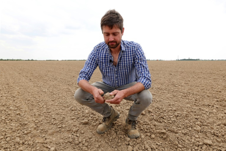 Adrien Mastain, maraîcher, dans un champ desséché à Carnin (Nord), le 20 mai 2025 ( AFP / FRANCOIS LO PRESTI )