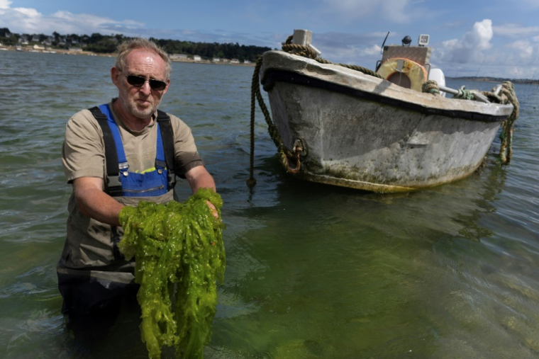 L'ostréiculteur Marc Cadoret montre les algues vertes qui prolifèrent dans son parc à huîtres le 23 juillet 2025 à Carantec, dans le Finistère ( AFP / Fred TANNEAU )