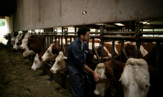 Un vétérinaire vaccine des vaches contre la dermatose dans une ferme d'Aviernoz, le 22 juillet 2025 en Haute-Savoie ( AFP / JEFF PACHOUD )