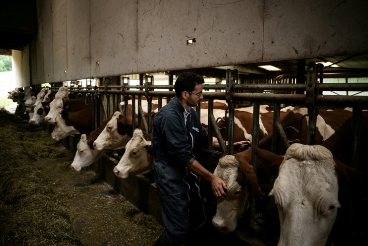 Un vétérinaire vaccine des vaches contre la dermatose dans une ferme d'Aviernoz, le 22 juillet 2025 en Haute-Savoie ( AFP / JEFF PACHOUD )