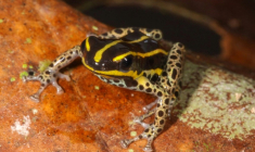 Une grenouille Ranitomeya hwata est présentée le 6 octobre 2025 par le musée de la biodiversité du Pérou ( Peru's Biodiversity Museum / Juan Carlos CHAPARRO )