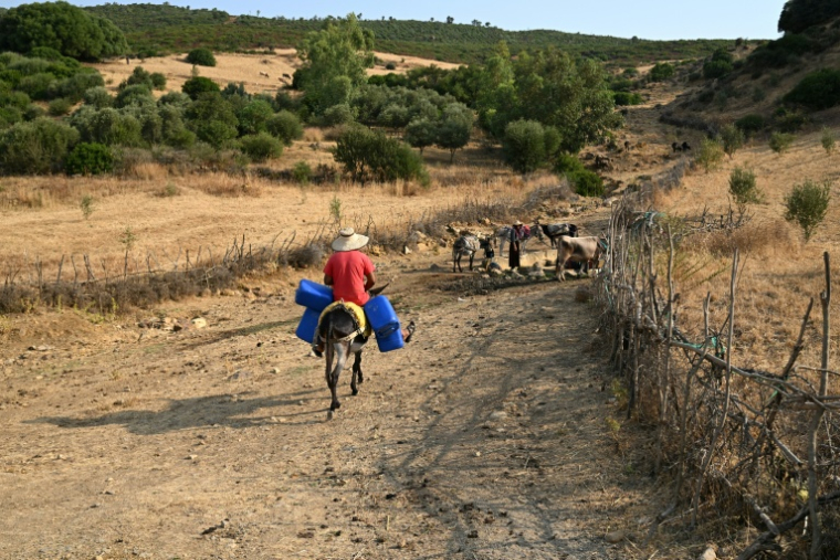 Un homme à dos d'âne se rend à une source d'eau pour remplir des bidons, alors que la Tunisie est écrasée par la chaleur et confrontée à des coupures d'électricité, près de Ghezala (nord), le 21 juillet 2026 ( AFP / FETHI BELAID )