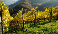 Amoeba veut développer un traitement biologique pour des maladies de la vigne. (© cc B. Kestemont)