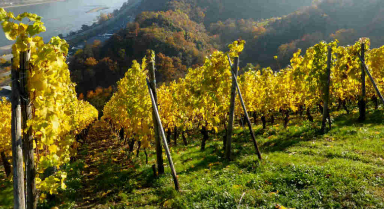 Amoeba veut développer un traitement biologique pour des maladies de la vigne. (© cc B. Kestemont)