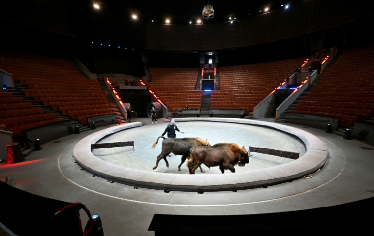 Le dresseur français lors d'une séance de travail avec des bisons d'Europe au Grand cirque de Moscou, le 1er octobre 2026 ( AFP / Alexander NEMENOV )