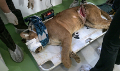 Un puma blessé dans un piège est soigné par des vétérinaires et des biologistes de l'association Mata Ciliar, une organisation pour la conservation de la biodiversité, à Jundiai, dans l'etat de Sao Paulo, au Brésil, le 29 mai 2025 ( AFP / Nelson ALMEIDA )