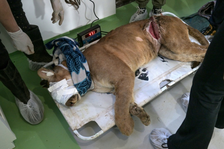 Un puma blessé dans un piège est soigné par des vétérinaires et des biologistes de l'association Mata Ciliar, une organisation pour la conservation de la biodiversité, à Jundiai, dans l'etat de Sao Paulo, au Brésil, le 29 mai 2025 ( AFP / Nelson ALMEIDA )