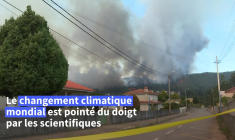 Le Portugal lutte contre plusieurs feux de forêt