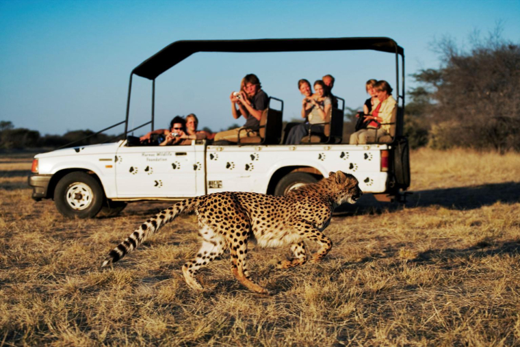 La Tanzanie est une destination de rêve pour les amoureux d’animaux sauvages. ( crédit photo : Getty Images )