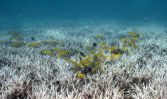Cette photo sous-marine prise le 14 juin 2024 montre des poissons nageant au-dessus de coraux blanchis autour de l'île de Koh Tao, dans la province de Surat Thani, au sud de la Thaïlande.Les scientifiques mettent en garde contre l'arrivée, en 2026, d'un phénomène El Niño potentiellement puissant qui pourrait dévaster les récifs coralliens du monde entier, déjà affaiblis par des épisodes successifs de blanchissement. ( AFP / Lillian SUWANRUMPHA )