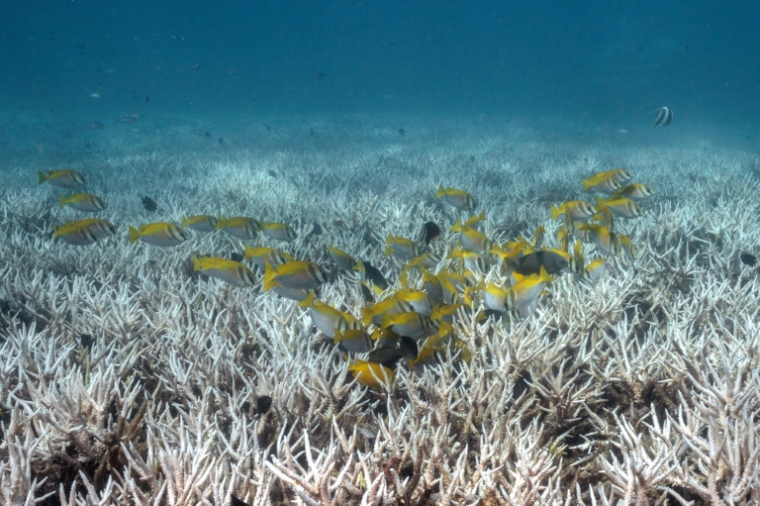 Cette photo sous-marine prise le 14 juin 2024 montre des poissons nageant au-dessus de coraux blanchis autour de l'île de Koh Tao, dans la province de Surat Thani, au sud de la Thaïlande.Les scientifiques mettent en garde contre l'arrivée, en 2026, d'un phénomène El Niño potentiellement puissant qui pourrait dévaster les récifs coralliens du monde entier, déjà affaiblis par des épisodes successifs de blanchissement. ( AFP / Lillian SUWANRUMPHA )