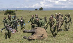 Des vétérinaires kényans et des rangers se précipitent pour aider une femelle rhinocéros sédatée à des fins de relocalisation, dans le parc national de Nakuru, au Kenya, le 7 juin 2025 ( AFP / Tony KARUMBA )