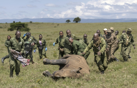 Des vétérinaires kényans et des rangers se précipitent pour aider une femelle rhinocéros sédatée à des fins de relocalisation, dans le parc national de Nakuru, au Kenya, le 7 juin 2025 ( AFP / Tony KARUMBA )