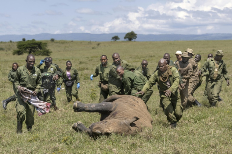 Des vétérinaires kényans et des rangers se précipitent pour aider une femelle rhinocéros sédatée à des fins de relocalisation, dans le parc national de Nakuru, au Kenya, le 7 juin 2025 ( AFP / Tony KARUMBA )