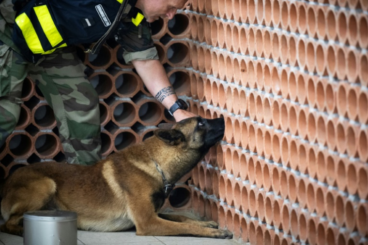 Un gendarme travaille avec le chien policier Snatch à la recherche d'objets numériques lors d'un entraînement au Centre National d'Instruction Cynophile de la Gendarmerie à Gramat, le 19 mai 2025, dans le Lot ( AFP / Lionel BONAVENTURE )