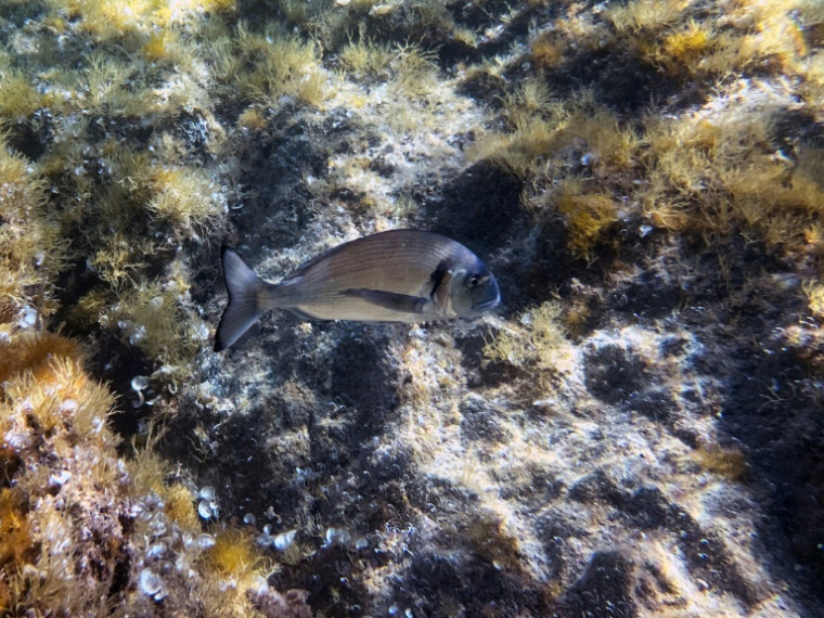 Un poisson daurade au large du parc national de l'île de Port-Cros à Hyères, le 8 mai 2025 dans le Va ( AFP / Miguel MEDINA )