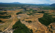 Photo d'une zone de forêt en cours d'aménagement pour des plantations d'huile de palme
