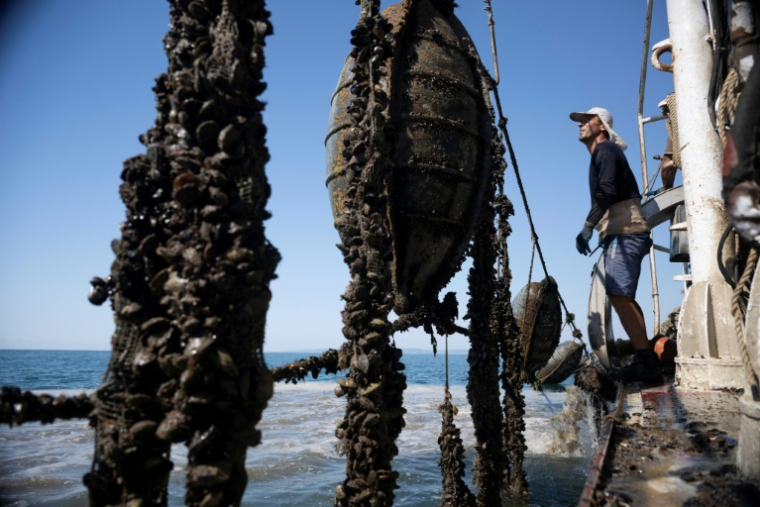 Un pêcheur de moules hisse les filets sur un navire de récolte près du cap Kaliakra, côte nord bulgare de la mer Noire, 18 août 2025 ( AFP / Nikolay DOYCHINOV )